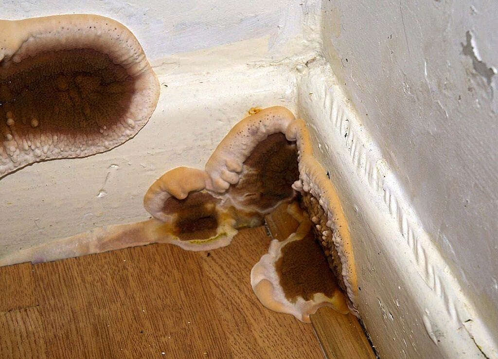 Champignons au mur